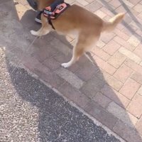 念願のナデナデ