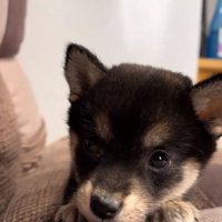 ドアップのあられちゃん