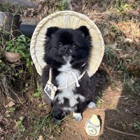 信楽焼