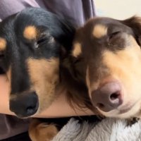 くっついて眠る小型犬たち