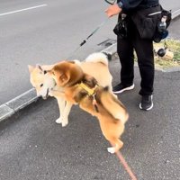 ハクくんが大好きなぽんたくん