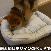新しいベッドを買ってもらったおにぎりくん