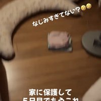 部屋でくつろぐ子猫