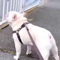 救急車が通り過ぎていったあとも遠吠えを続ける犬