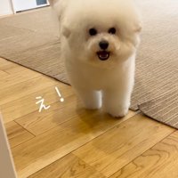 お兄ちゃんが帰宅時のエマくん＆ハルくん