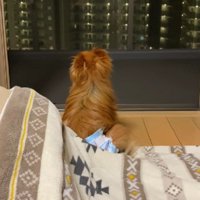 亡くなったれんくんの姿が