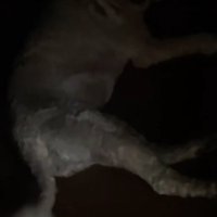 寝そべりながらしっぽを振る犬