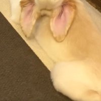 ゴールデンレトリバーのWILLくん