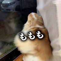 逆回転するしっぽ