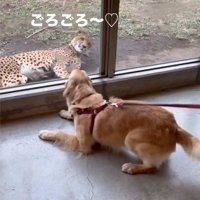 ゴロスリするチーター2