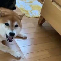 ハッ