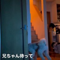 ますお君の人間のような行動9