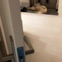 ロイちゃんがいない…