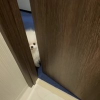 わたあめみたいな侵入者♡