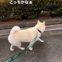 歩く犬1