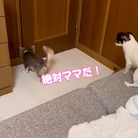 飼い主を待つ2匹の小型犬