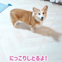 女の子のそばで笑顔を見せる犬