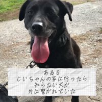 口を開けてお座りをする犬