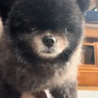 カメラの前にやってきた子熊のような見た目の犬
