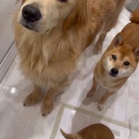 「お肉ちょうだい♪」とおねだり