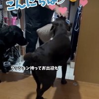 熱烈なお出迎え