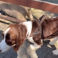 羊のお尻を嗅ぎ終わった犬