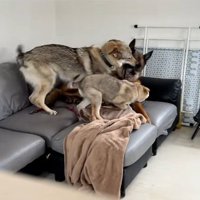 DAZくんにちょっかいをかける2匹