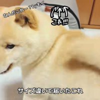 サイズ違いのハウスが届いた！