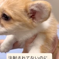 予防接種を受ける子犬