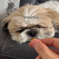 再び嗅ぐ犬