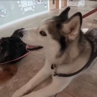 笑顔を見せる犬
