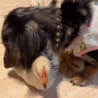 「ちょっかい出さないでね！」