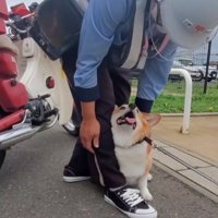 見上げる犬