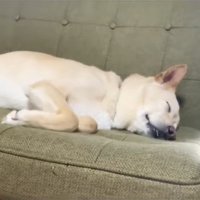 眠っている保護犬