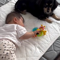 赤ちゃんとワンちゃんの初対面4