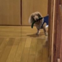 らいらちゃんがひょっこり♡