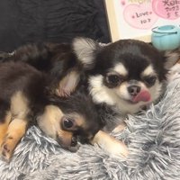 兄姉犬とのひととき