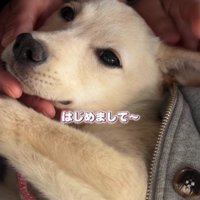 みるくちゃんとの出会い