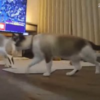 猫たちも姿を現して…
