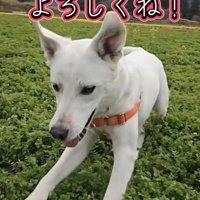 草原を笑顔で走る犬