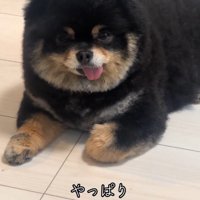 犬がお腹を空かせていることを確信する飼い主