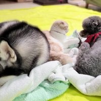 きゅうちゃんに猫パンチ