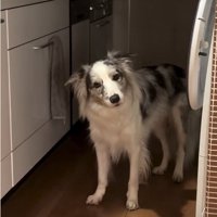 首をかしげる犬2