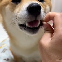 アキレス腱を食べるはなちゃん