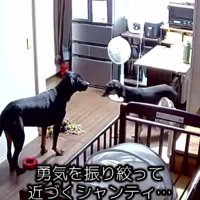 大きくなったジブラルタルちゃん