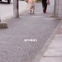 振り向き1回目のメルくん