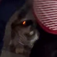 男性の足元を歩き回る小型犬