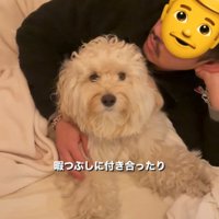 ベッドでぴったり寄り添う犬と人