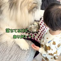 落ちたご飯を見るわんこ