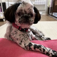 チョコ